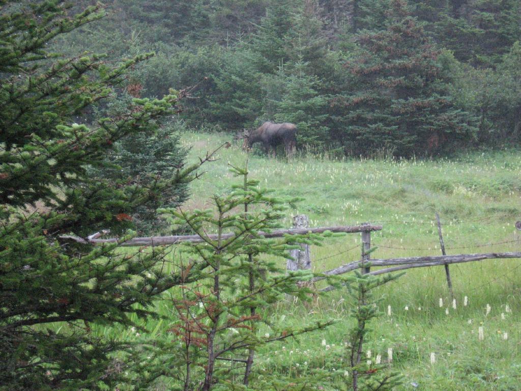 100811mooseSkerwink