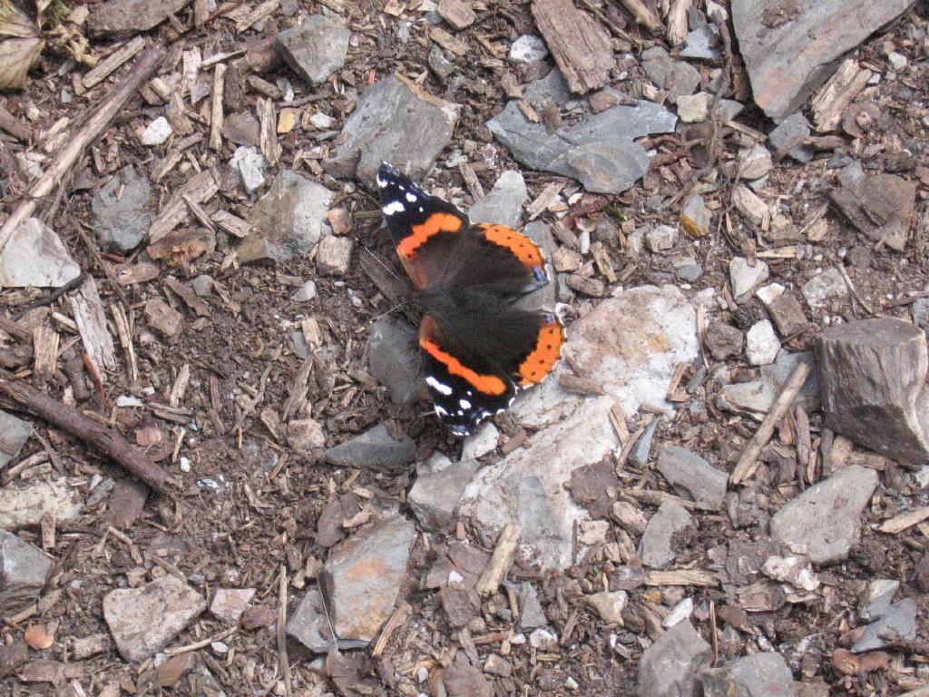 100813butterflyBoydsCove