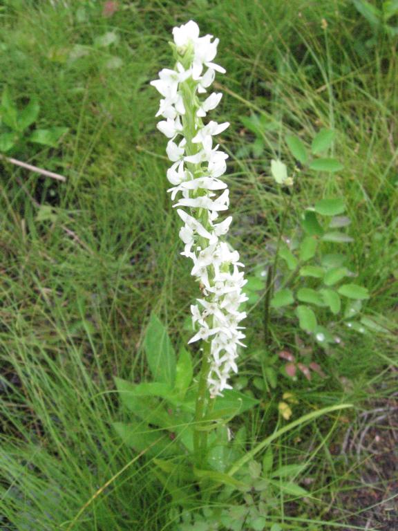 100812orchidTerraNova