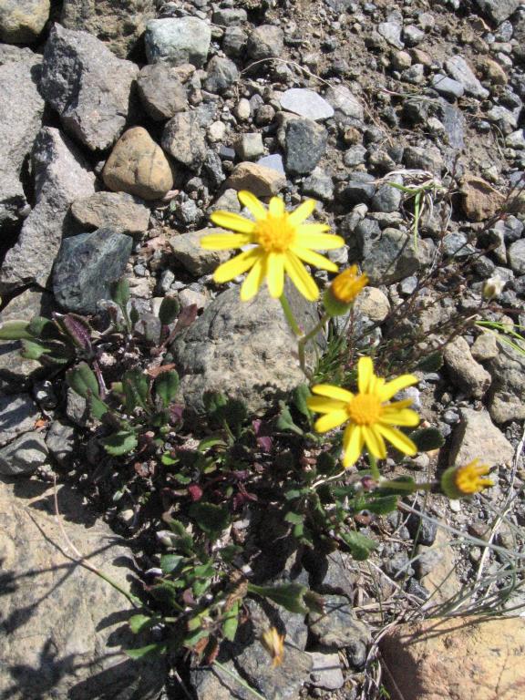 100815balsamRagwort