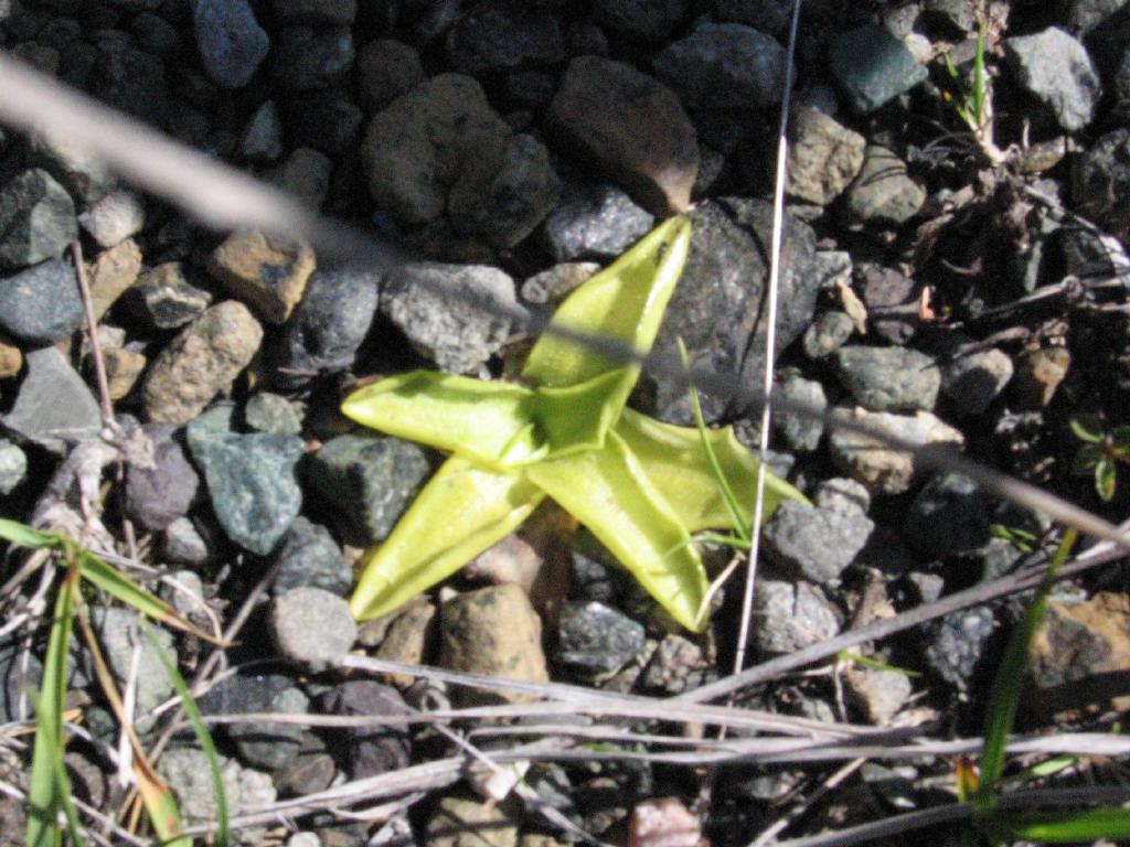 100815butterwort