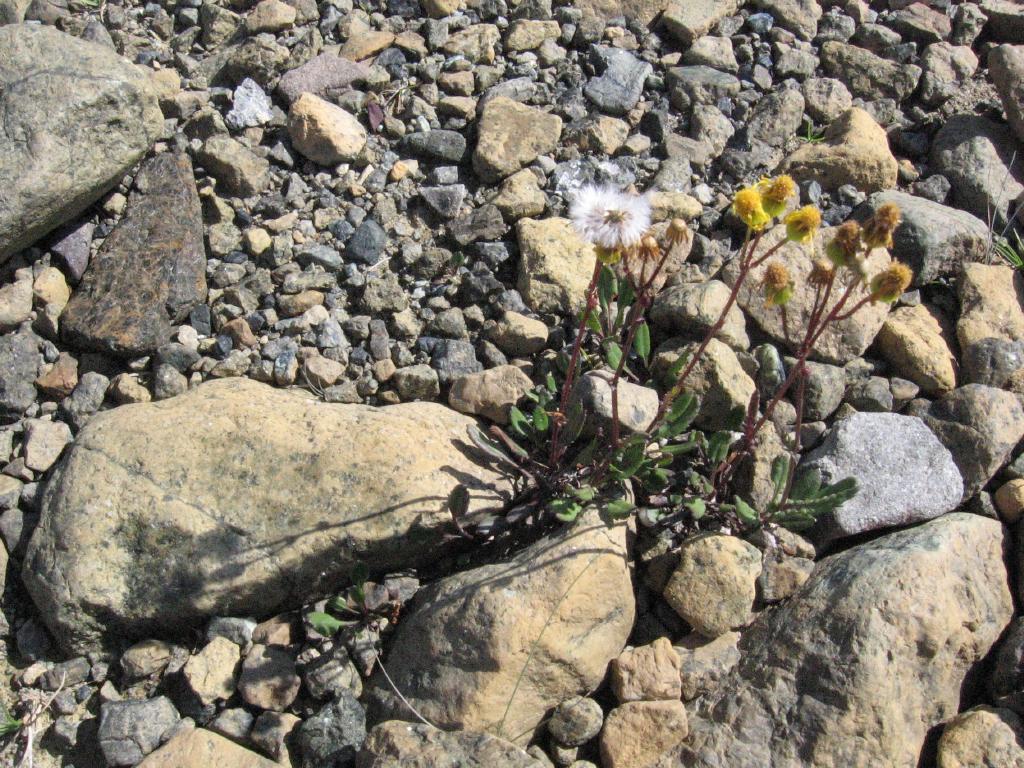 100815hawkweed