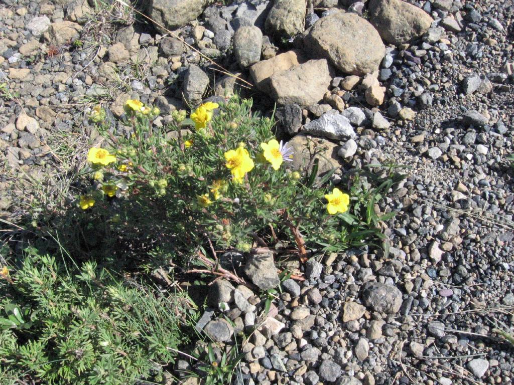 100815shrubbyCinquefoil