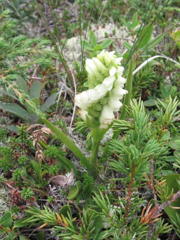 100818orchidPortAuChoix