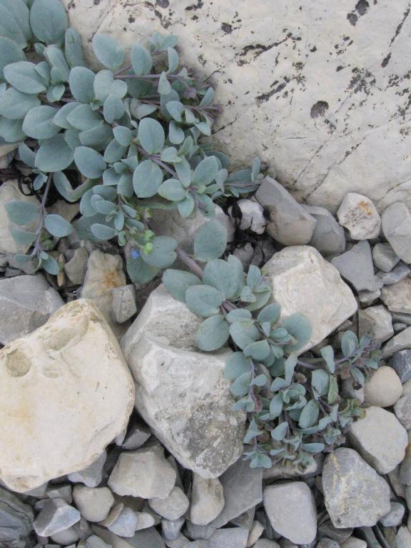 100820blueFlowersCove