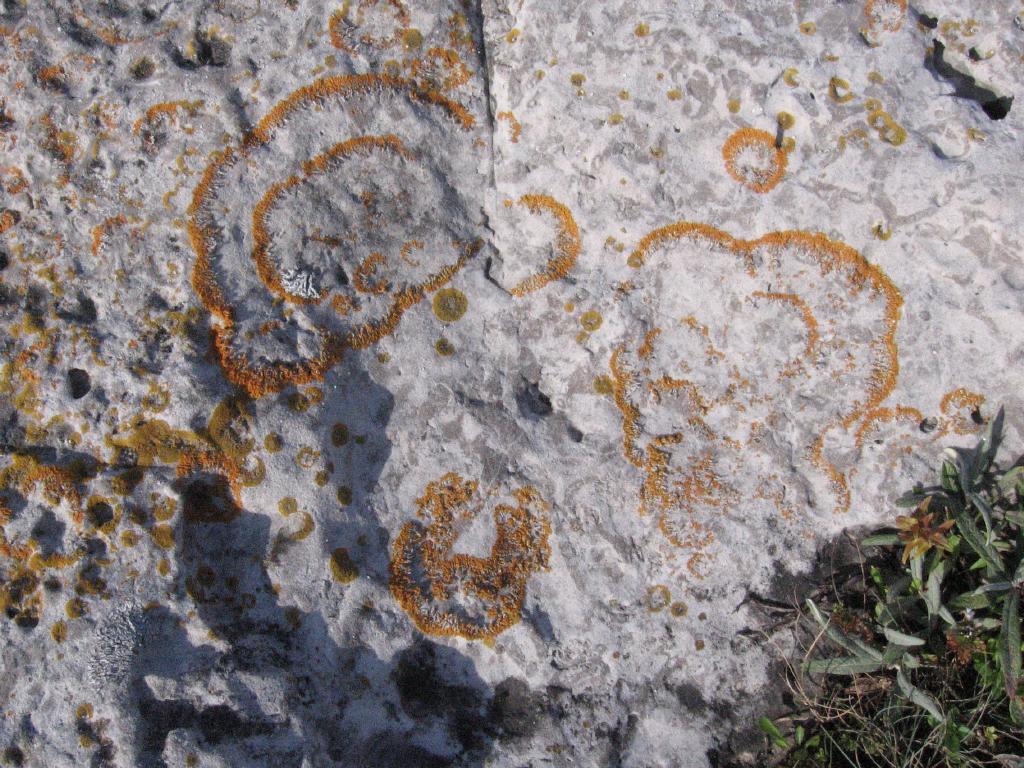 100820lichen