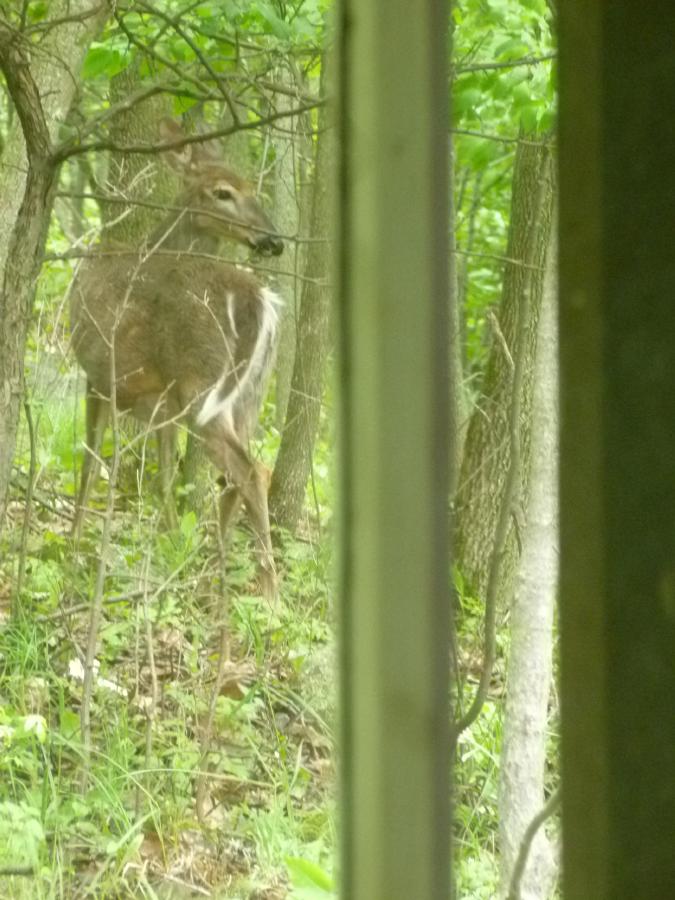 130602eMA2MuskokaPioneerDeer