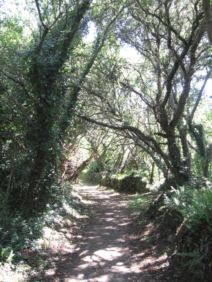 cpa150806woodland