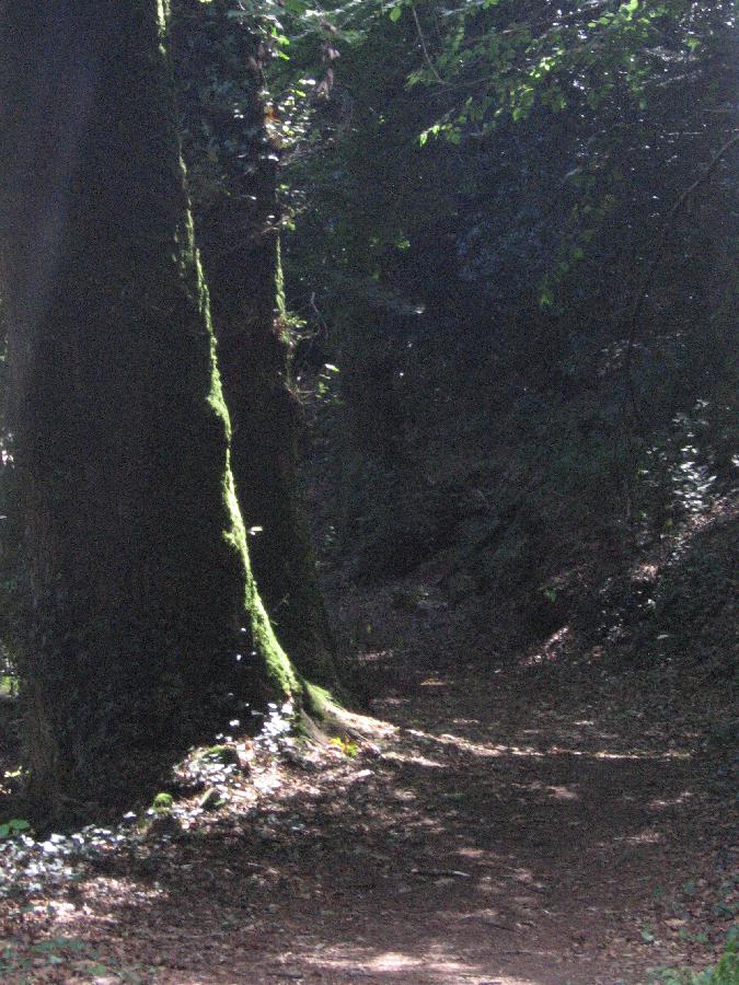 eha150812mosslight