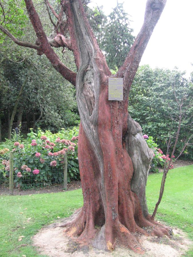 awa150731botGarTree