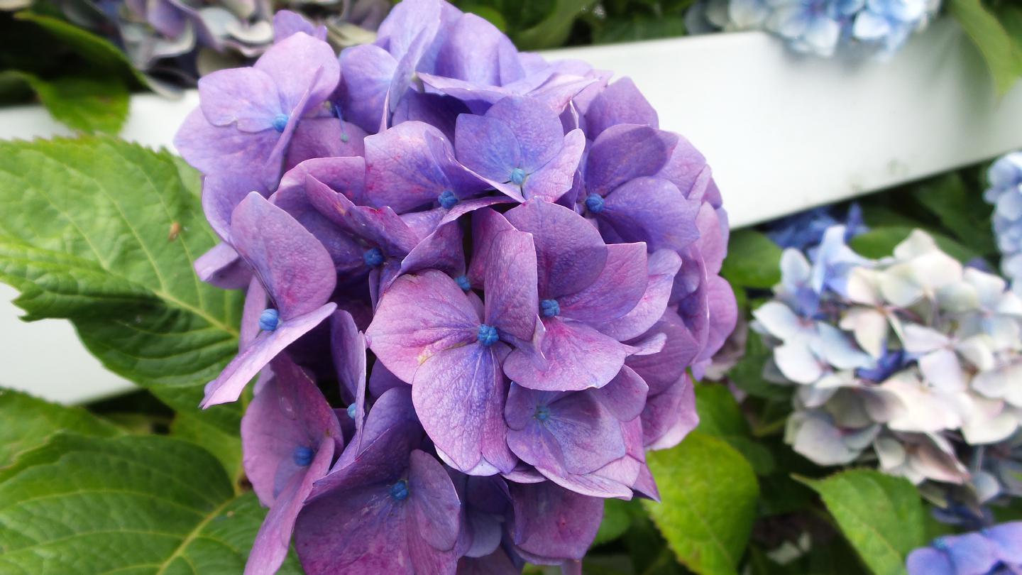 evd150813hydrangea