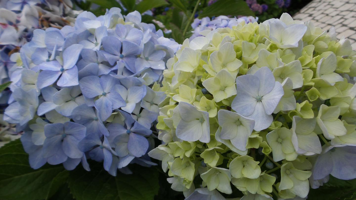 eve150813hydrangea