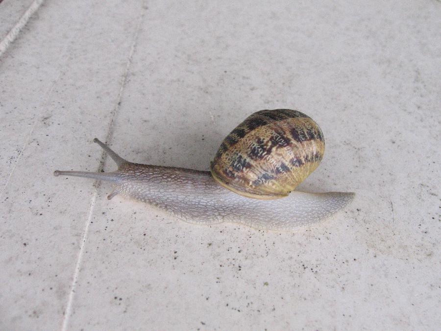 faa150814snail