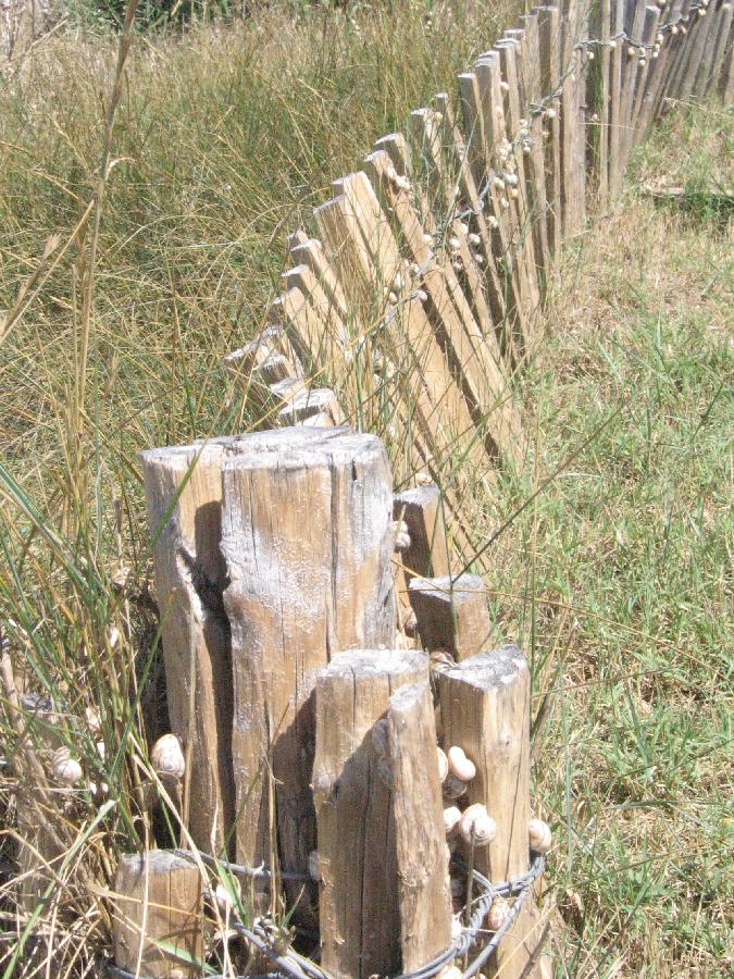 bwa150804snails