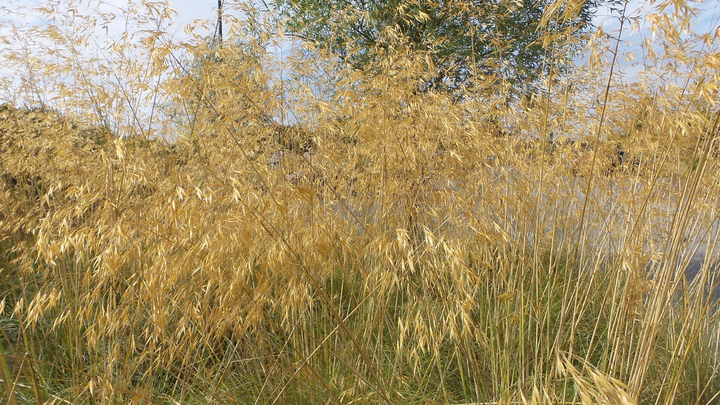 bxb150804grasses