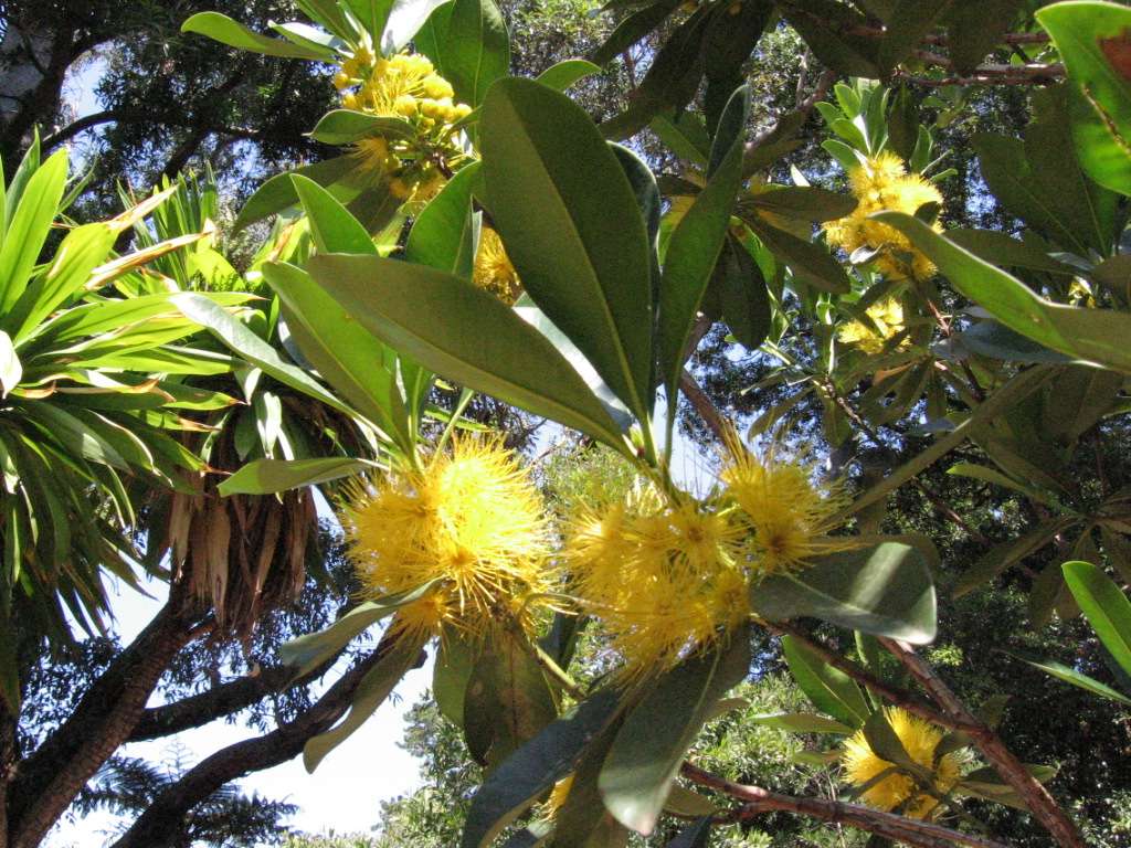 060221CarpoleptusLauritolia