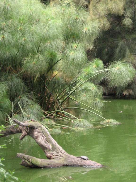 060211longneckturtleZoo