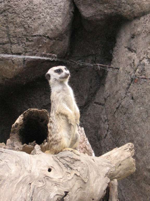 060211meerkatZoo