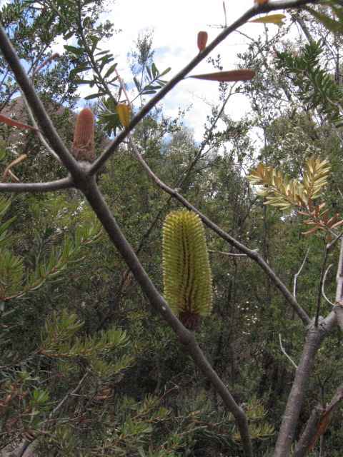 060122Banksia1n3Freycinet
