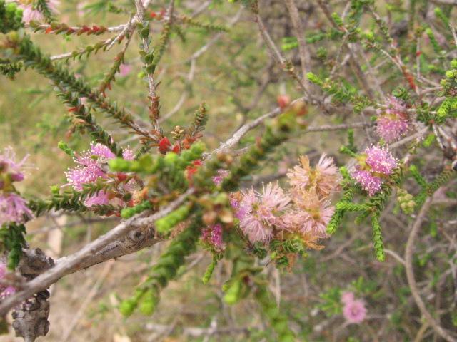 060123flowersNatureWorld