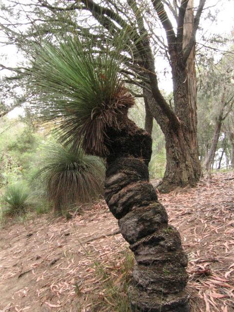 060123grassTreeNatureWorld