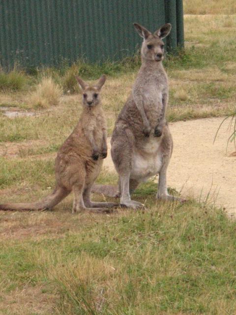 060123kangaroosNatureWorld