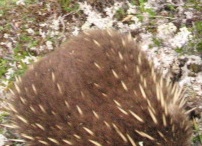 060124echidnaBlueTier