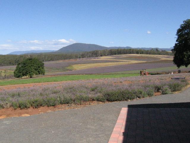 060124lavenderFarm