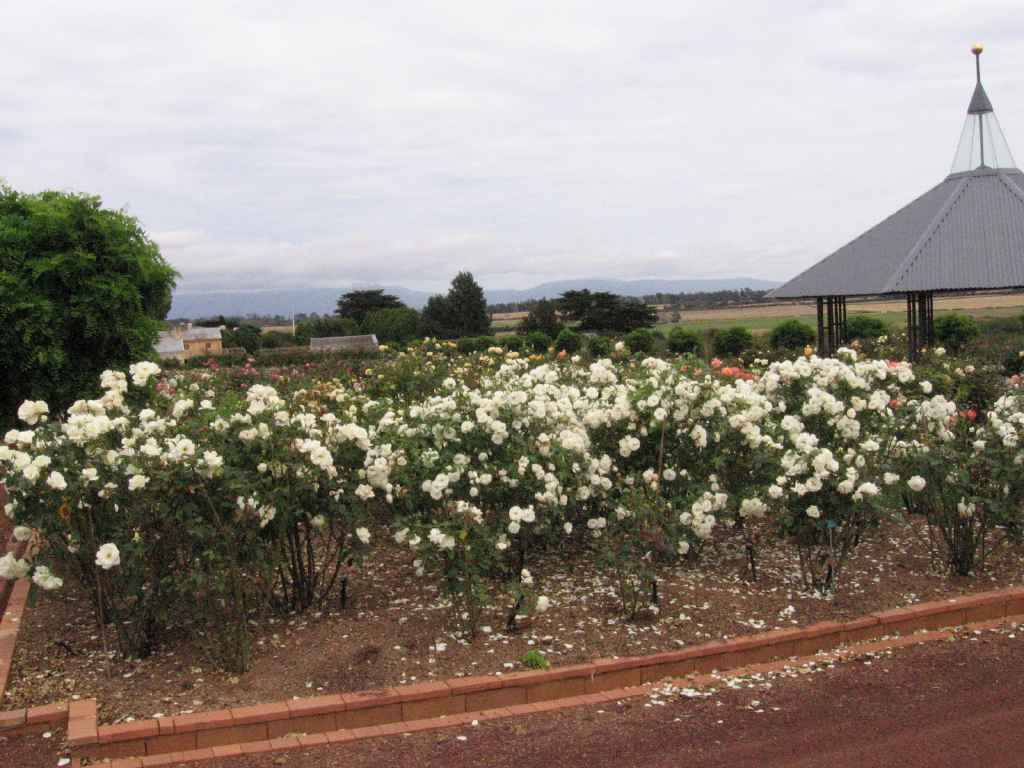 060131roseGardenWoolmersLongford