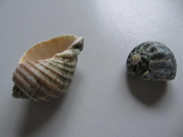 060131shellsSleepyBay