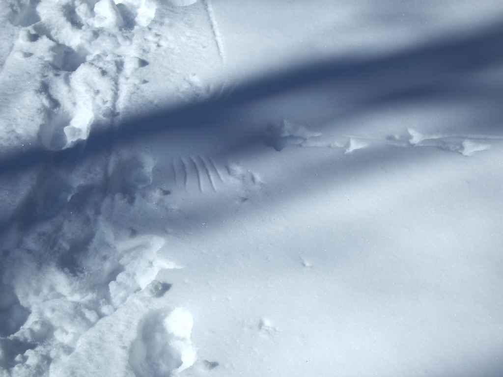 funski 05/3/19 Partridge Marks