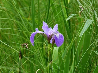 110625blueFlagIris