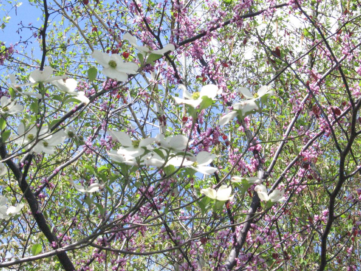 na160423blossoms