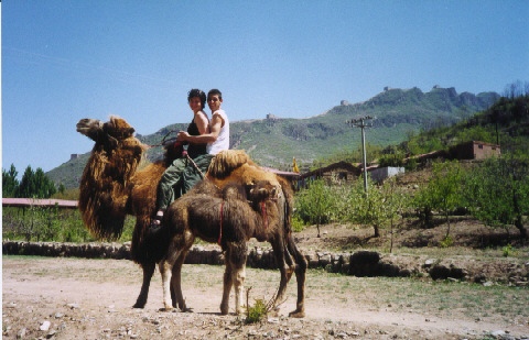 Little camel ride to the great wall (Y&K)