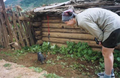 Little Tibetan piggy...