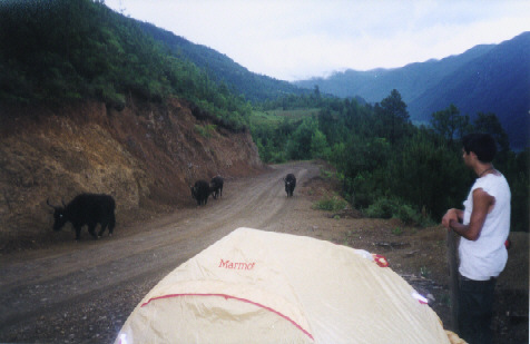 Our first encounter with Yaks!