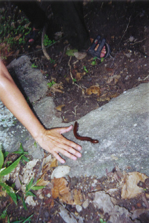 The size fo the centipedes in the forest!