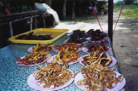 Snacking bugs on the side of the road.