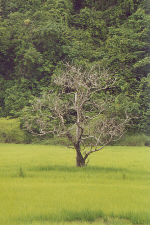 Dead tree in rice field