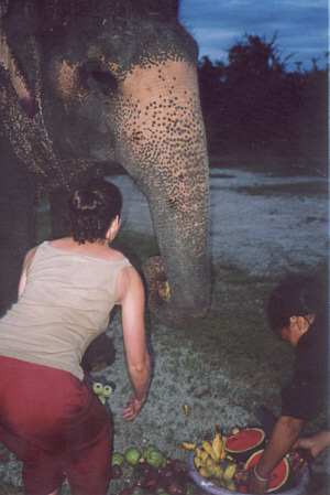 Feeding Soemboen the superstar elephant
