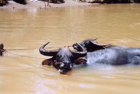 Water buffaloes chilling out