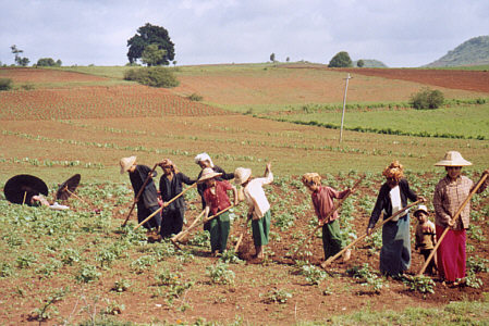 Women working the fields