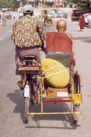 Durian and monk on trishaw