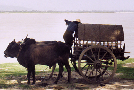 Wooden oxcart