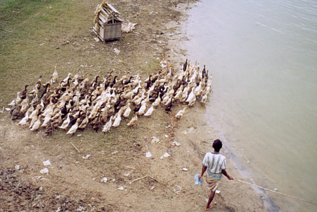 A well-organized flock of geese