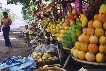 Mangoes here, mangoes there, mangoes everywhere!
