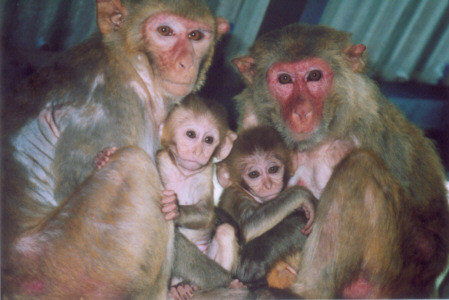 Curious monkey family