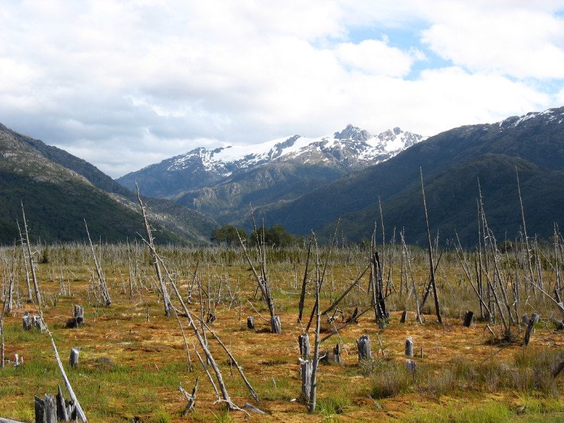 mossyswamplandborderingthesoutherncarreteraaustral.jpg